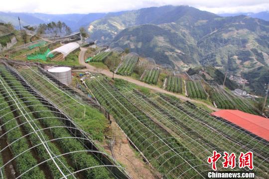 漫山遍野的百合花圃 徐德金 摄