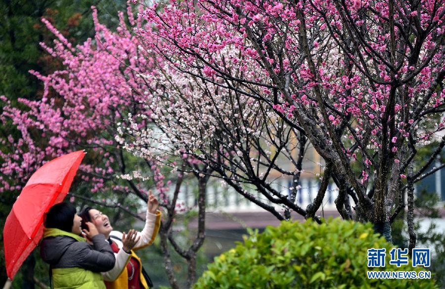 踏青赏花迎新春