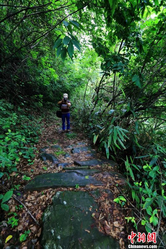 湖南石门发现清代“泰和合”骡马茶道