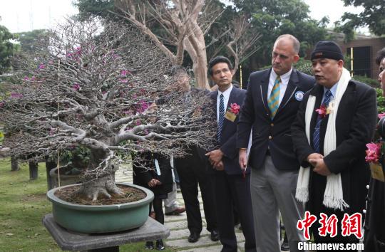 台湾收藏家获“最多珍稀盆栽树收藏”吉尼斯纪录