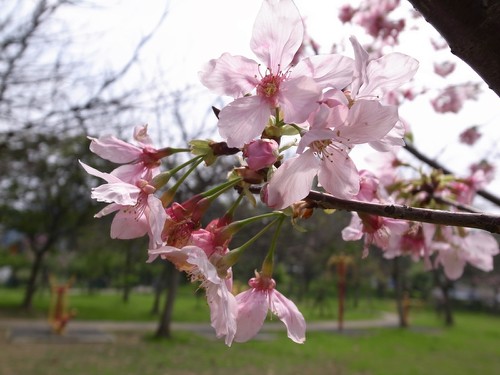 赏樱不需远行，新竹公园就可欣赏樱花盛开美景