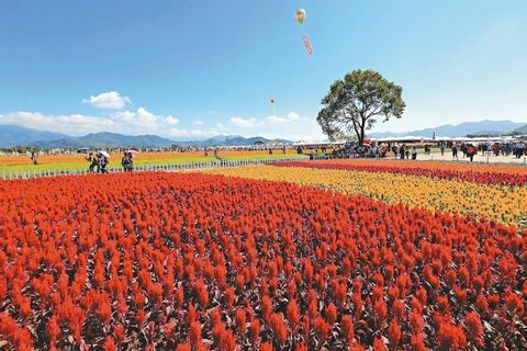 台中举办国际花毯节花仙邀你走进奇幻世界（图）